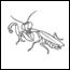 Bug Coloring Page