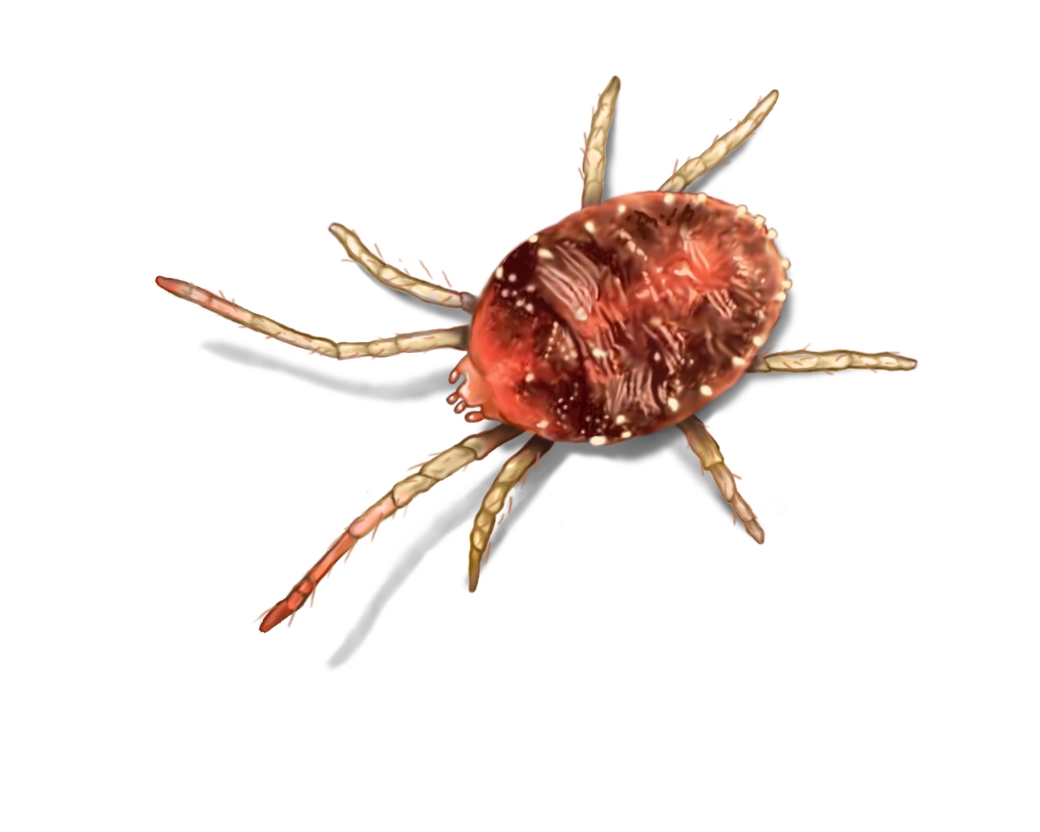 Itch Mite Meaning