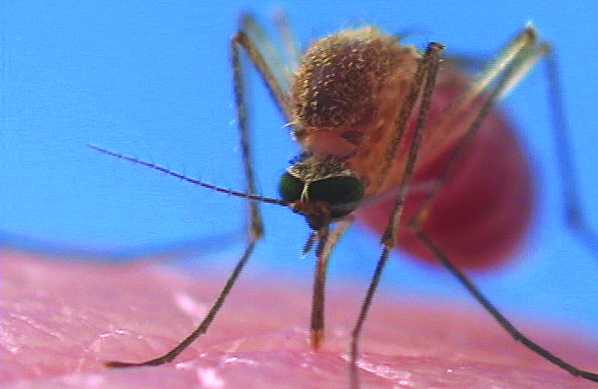 photo of mosquito