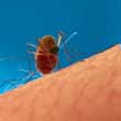 Mosquito, After Feeding