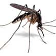sâu bệnh đau nhức