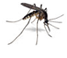 Illustration of a Mosquito