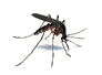 mosquitoes