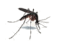mosquitoes
