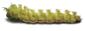 Moth Caterpillar