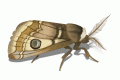 moth