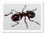 Ant