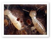 Termites