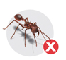 Ants