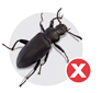 Beetles