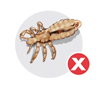 Booklice