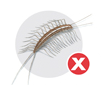 Centipedes
