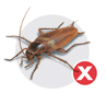 Cockroaches
