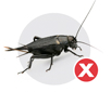 Crickets
