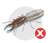 Termites