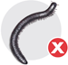 Millipedes