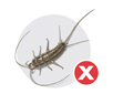 silverfish