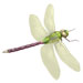 Dragonflies