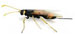 Horntail