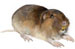 Pocket Gopher