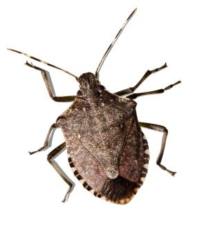 eating stink bugs