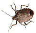 Stink Bugs