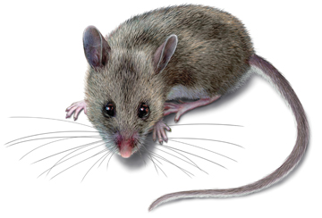 Mouse photos free, Mouse photos free, Photos of Mouse , Photos of Mouse , hd pictures