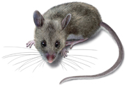 deer mouse