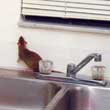 Norway Rat Behind Kitchen Sink