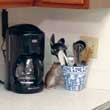 Rat on the countertop