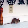 Norway Rat Kitchen Counter