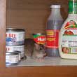 Norway Rat Kitchen Pantry