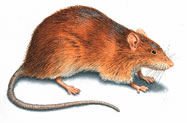 Norway rat