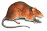 rodents