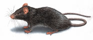 roof rat