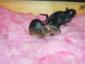 Norway Rats in Insulation
