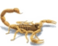 scorpion