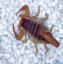 Close up photo of a Scorpion