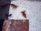 Several Scorpions