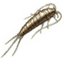 silverfish