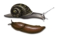 Snails and Slugs