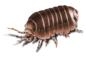Sowbugs