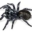Australian Funnel Web Spider Illustration