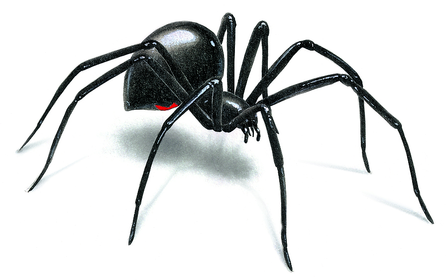 black-widow-spider-illustration_896x564.jpg