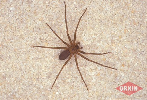 brown recluse spider