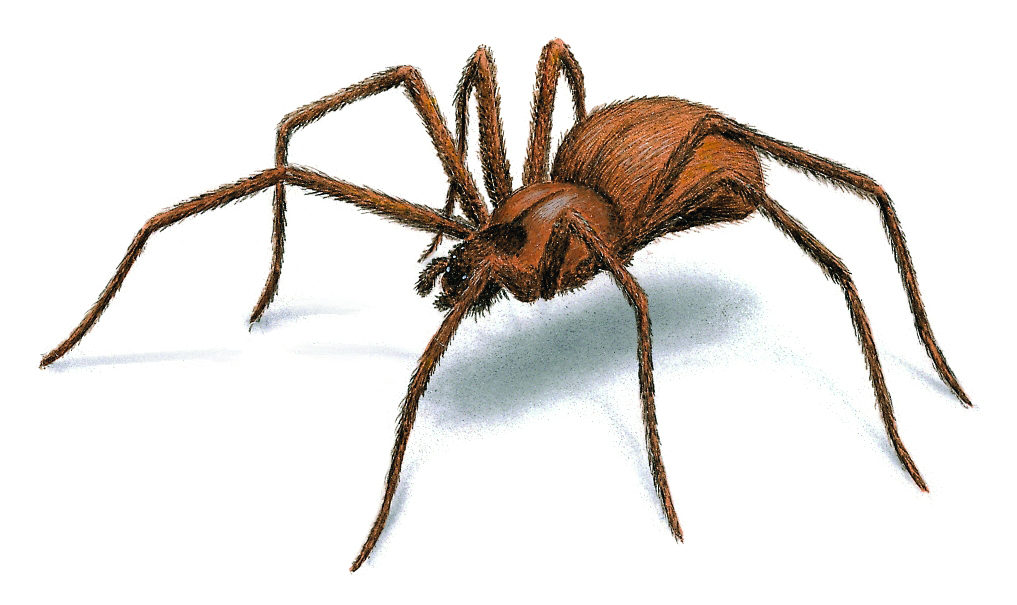 brown reclusive spider