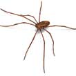 Daddy Long Leg Illustration