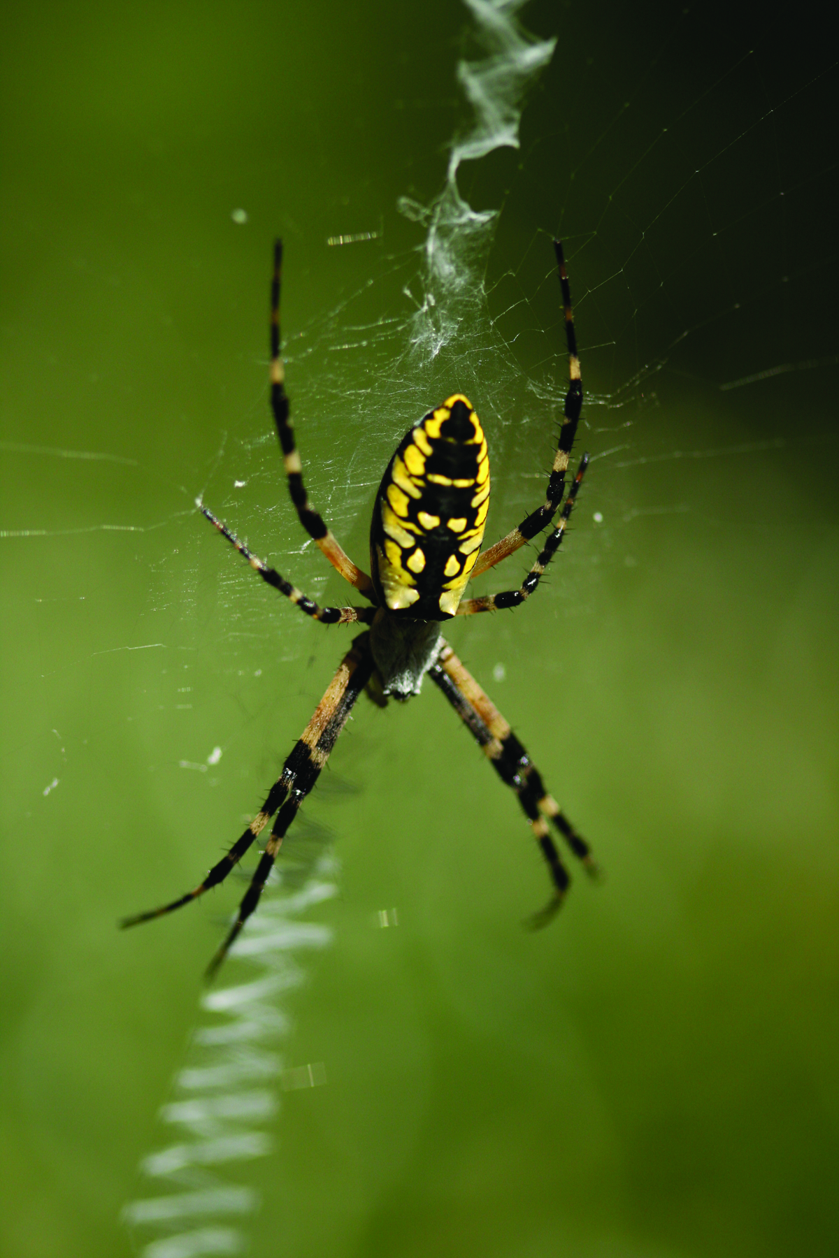 garden spider crawling on web 1200x1800