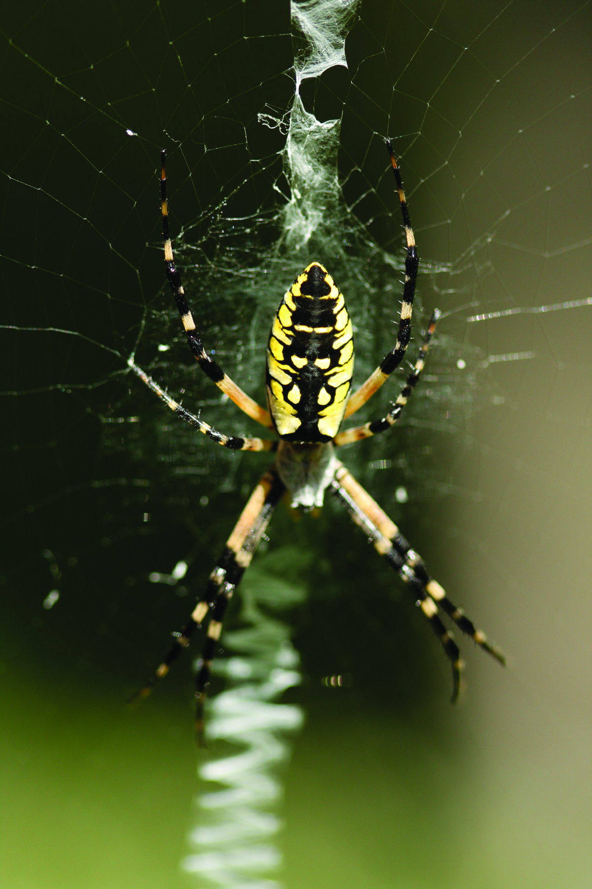 What Is Spider Used For At Therese Arnold Blog What Is Spider Used For At Therese Arnold Blog