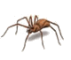 spiders